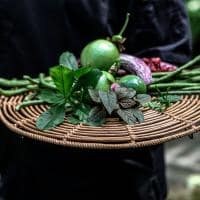 Silky oaks lodge australia the daintree cusine kitchen garden