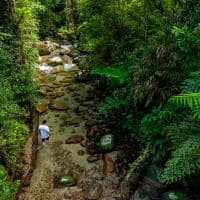 Ta daintree rainforest australia queensland