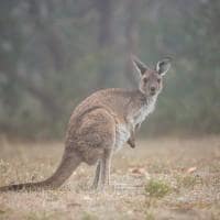 Tourism australia kangaroo island south australia canguru