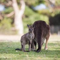 Tourism australia kangaroo island south australia cangurus