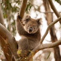 Tourism australia kangaroo island south australia coala