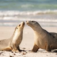 Tourism australia kangaroo island south australia focas