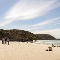 Tourism australia kangaroo island south australia passeio focas