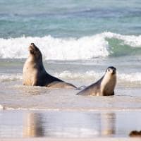 Tourism australia kangaroo island south australia seal bay