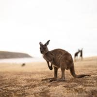 Tourism australia south australia kangaroo island haines