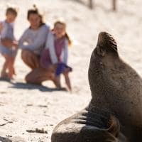 Tourism australia south australia kangaroo island seal bay leao marinho