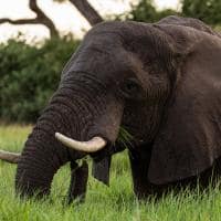 Botswana great plains duba plains camp safari elefante