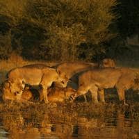 Botswana great plains duba plains camp safari leoes