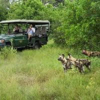 Botswana great plains selinda camp safari