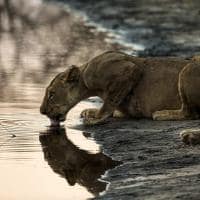 Botswana great plains selinda explorers leoa