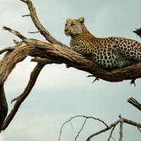 Botswana great plains selinda explorers leopardo