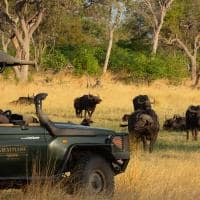 Botswana great plains selinda explorers safari bufalos