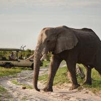 elefante safari belmond savute elephant lodge