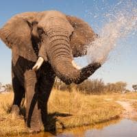 Elefante safári Botswana