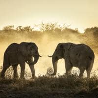 Elefantes africanos Botswana