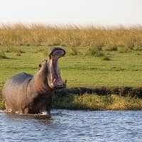 Hipopótamo Parque Nacional Chobe Botswana