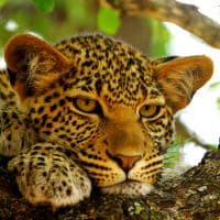 Leopardo Botswana