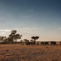 Safari belmond savute elephant lodge