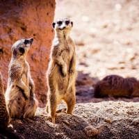 Grupo de suricatos