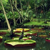 Amazonia vitoria regia