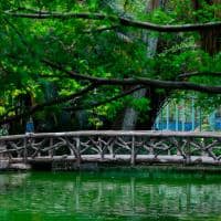 Belo horizonte minas gerais parque americo renne giannetti ponte