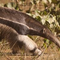 Caiman fauna tamanduaa bandeira giant anteater