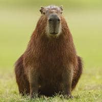 Capivara caiman donal boyd