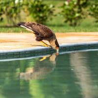 Casa caiman felipe castellari s