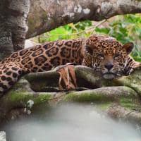 Emiliano ramalho uakari lodge c