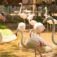 Foz do iguacu parque das aves flamingos