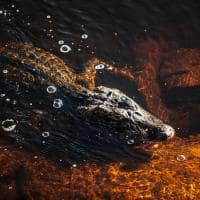 Jacare felipe castellari caiman