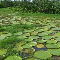 Juma lodge vitoria regia