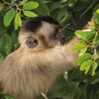 Macaco no Pantanal