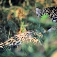 Ms barra mansa pantanal onca pintada