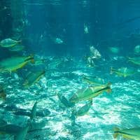 Mtur mato grosso do sul bonito nascente azul peixes flavio andre