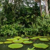 Mtur para belem museu emilio goeldi jardim bruna brandao