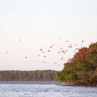 Shutterstock maranhao parnaiba revoada passaros