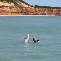 Toca da coruja praia pipa