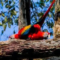 Uakari lodge c