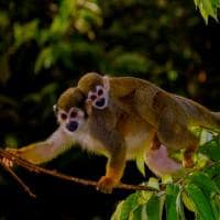 Uakari lodge e