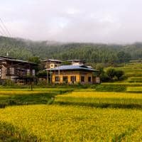 Terraço arroz Paro Butão