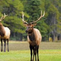 Alce macho em baff national park