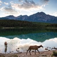 Animais Banff National Park