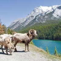 Carneiro bighorn no lago minnewanka 
