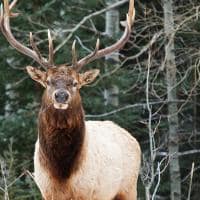 Fauna Banff National Park
