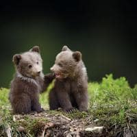 Filhotes de urso na floresta
