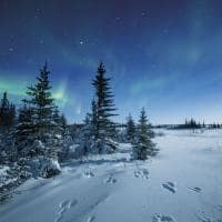 Trila na aurora boreal