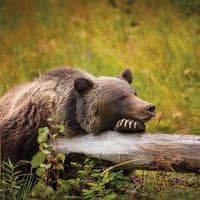 Urso floresta montanha banff national park 