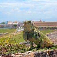 San juan porto rico lagarto