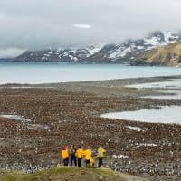 observação pinguins Quark expedition